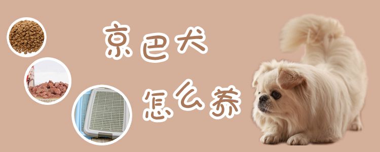 京巴犬怎么養(yǎng)