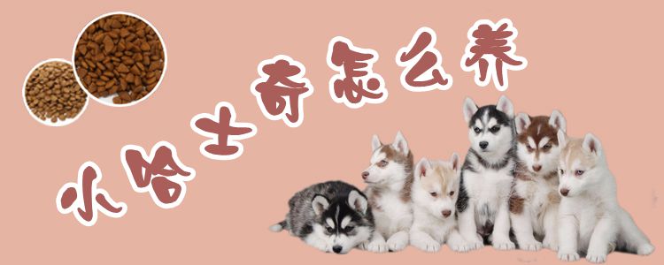 小哈士奇怎么養(yǎng)