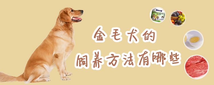 金毛犬的飼養(yǎng)方法有哪些