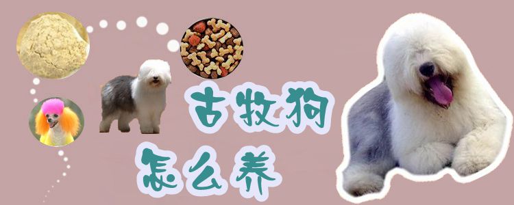 古牧狗怎么養(yǎng)