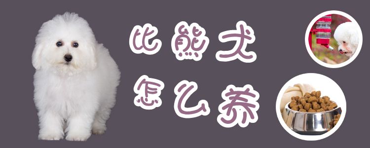 比熊犬怎么養(yǎng)