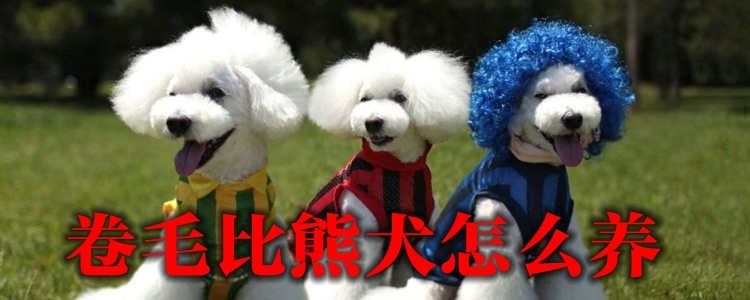 卷毛比熊犬怎么養(yǎng)