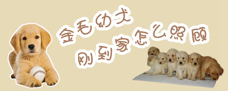 金毛幼犬剛到家怎么照顧