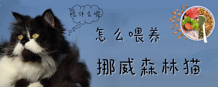 怎么喂養(yǎng)挪威森林貓