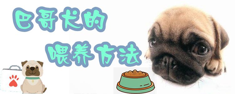 巴哥犬的喂養(yǎng)方法