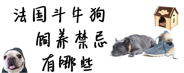 法國(guó)斗牛狗飼養(yǎng)禁忌有哪些