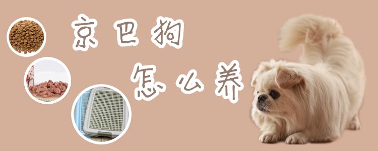 京巴狗怎么養(yǎng)