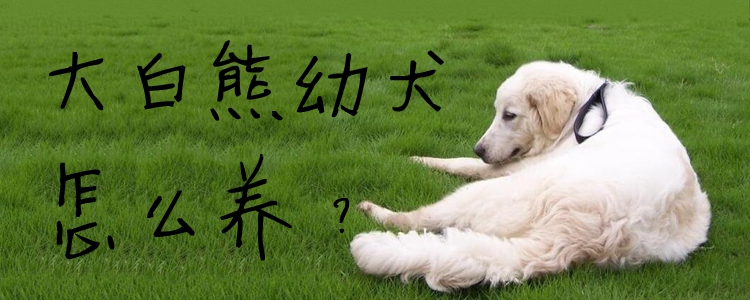 大白熊幼犬怎么養(yǎng)