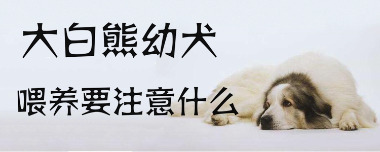 大白熊幼犬喂養(yǎng)要注意什么