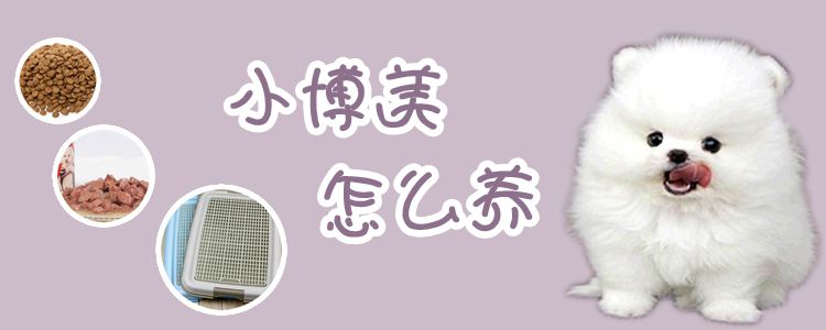 小博美怎么養(yǎng)