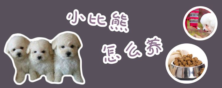 小比熊怎么養(yǎng)