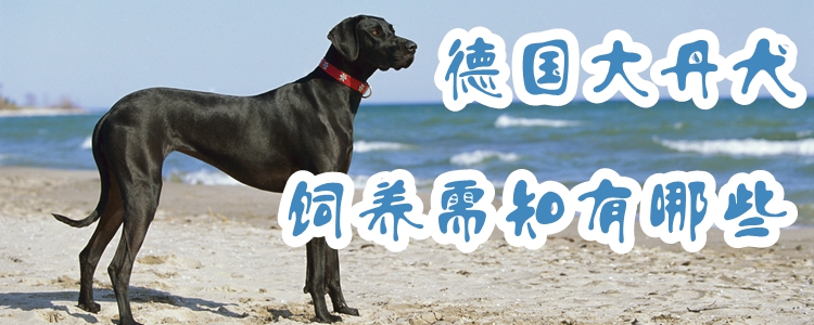 德國大丹犬飼養(yǎng)需知有哪些
