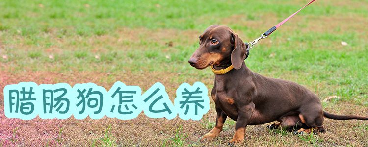 臘腸狗怎么養(yǎng)