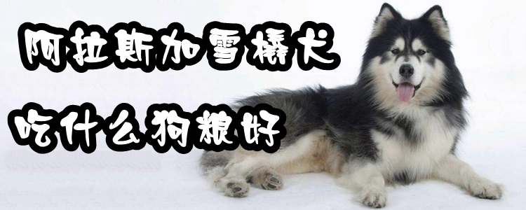 阿拉斯加雪橇犬吃什么狗糧好