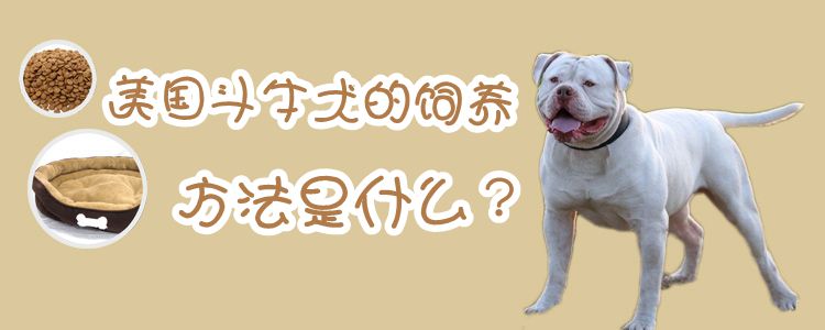 美國斗牛犬飼養(yǎng)方法是什么