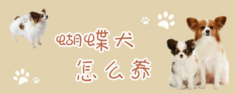 蝴蝶犬怎么養(yǎng)