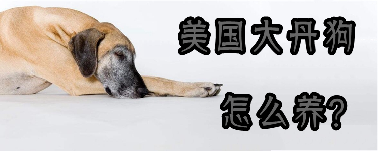 美國大丹狗怎么養(yǎng)