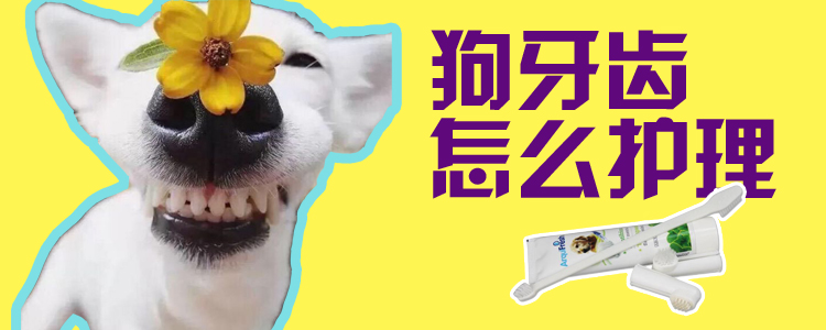 狗牙齒怎么護(hù)理