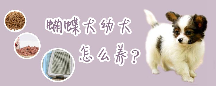 蝴蝶犬幼犬怎么養(yǎng)