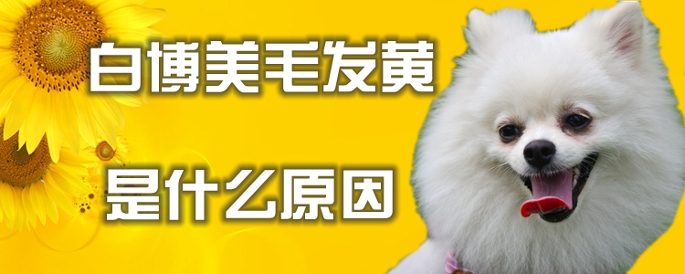白博美毛發(fā)黃是什么原因