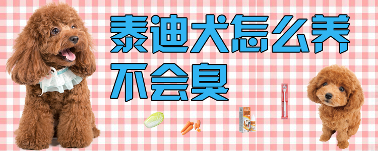 泰迪犬怎么養(yǎng)不會臭