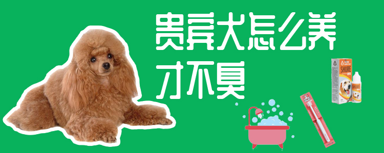 貴賓犬怎么養(yǎng)才不臭