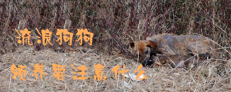 流浪狗狗領(lǐng)養(yǎng)要注意什么