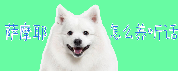 薩摩耶怎么養(yǎng)聽話