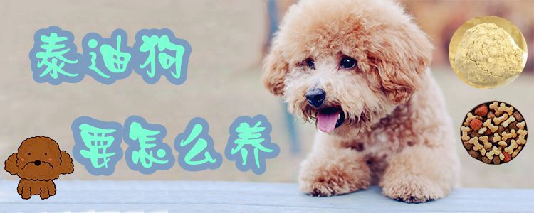 泰迪狗要怎么養(yǎng)0