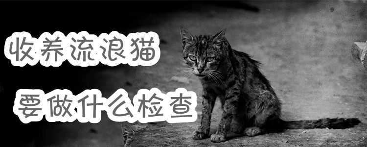 收養(yǎng)流浪貓要做什么檢查