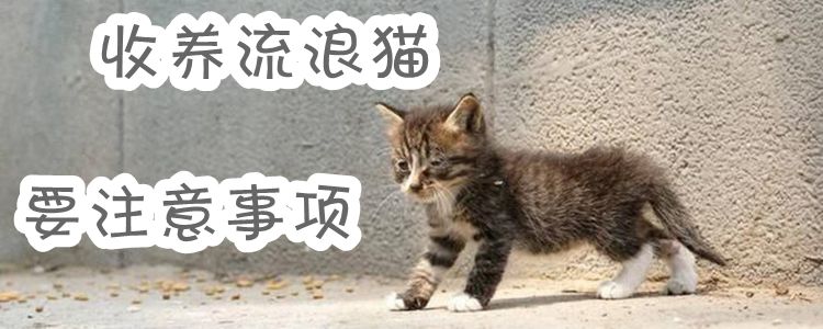 收養(yǎng)流浪貓要注意事項