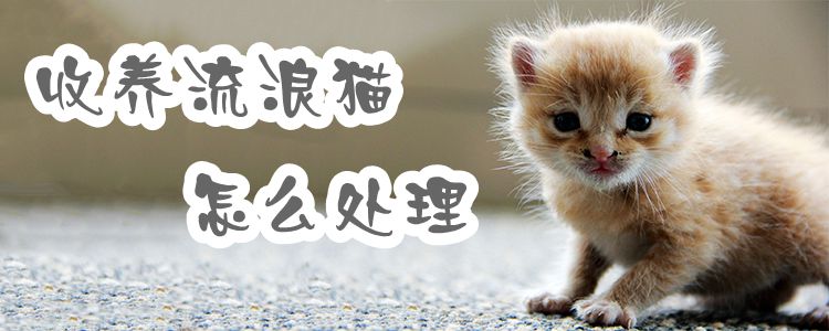 收養(yǎng)流浪貓怎么處理