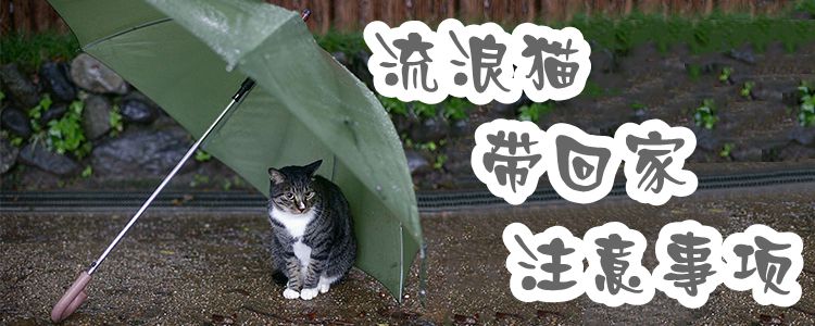 流浪貓帶回家注意事項