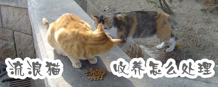 流浪貓收養(yǎng)怎么處理