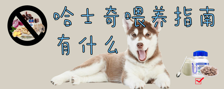 哈士奇喂養(yǎng)指南有什么