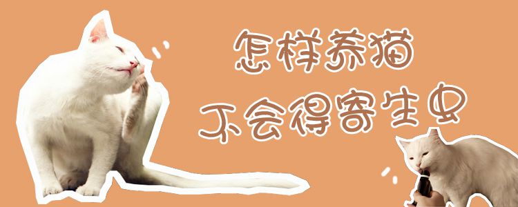 怎樣養(yǎng)貓不會(huì)得寄生蟲