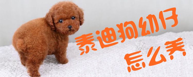 泰迪狗幼仔怎么養(yǎng)1