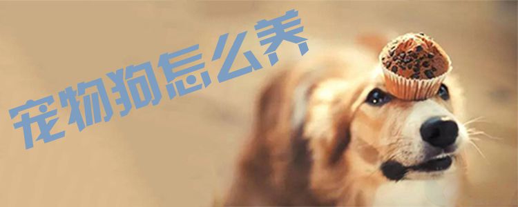 寵物狗怎么養(yǎng)