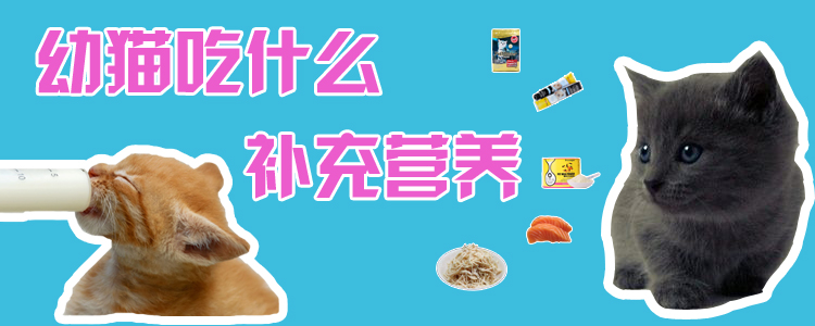 幼貓吃什么補充營養(yǎng)