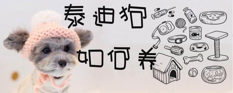 泰迪狗如何養(yǎng)