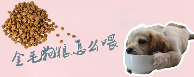 金毛狗糧怎么喂1