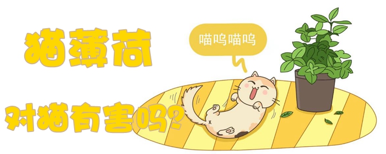 貓薄荷對貓有害嗎