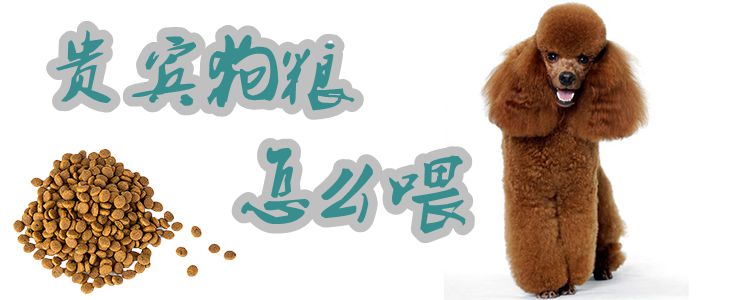 貴賓狗糧怎么喂1