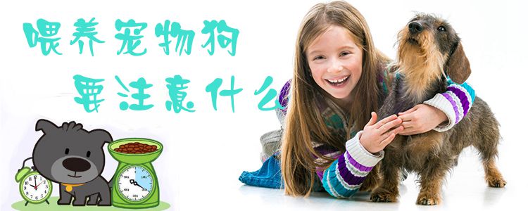 喂養(yǎng)寵物狗要注意什么1
