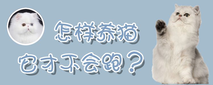怎樣養(yǎng)貓它才不會跑