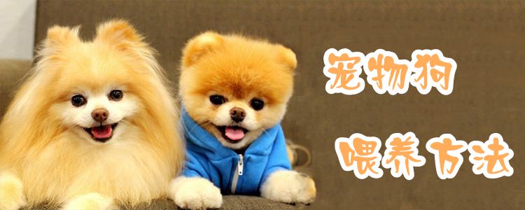 寵物狗喂養(yǎng)方法