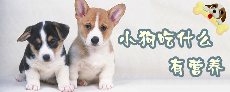 小狗吃什么有營養(yǎng)