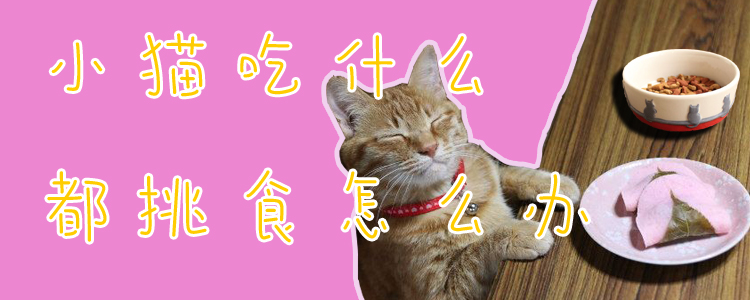 小貓吃什么都挑食怎么辦