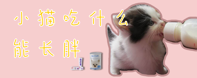 小貓吃什么能長胖