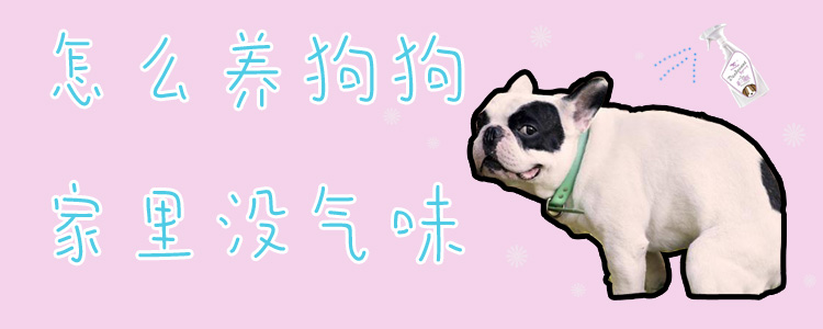 怎么養(yǎng)狗狗家里沒氣味